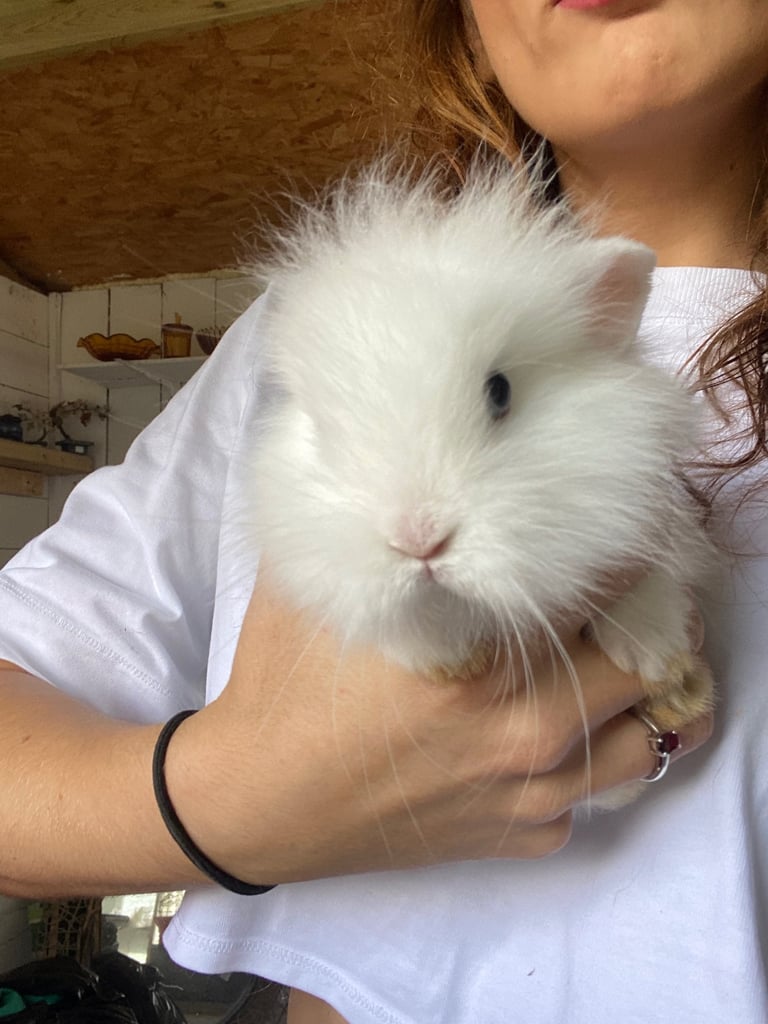 The lion head cross lop