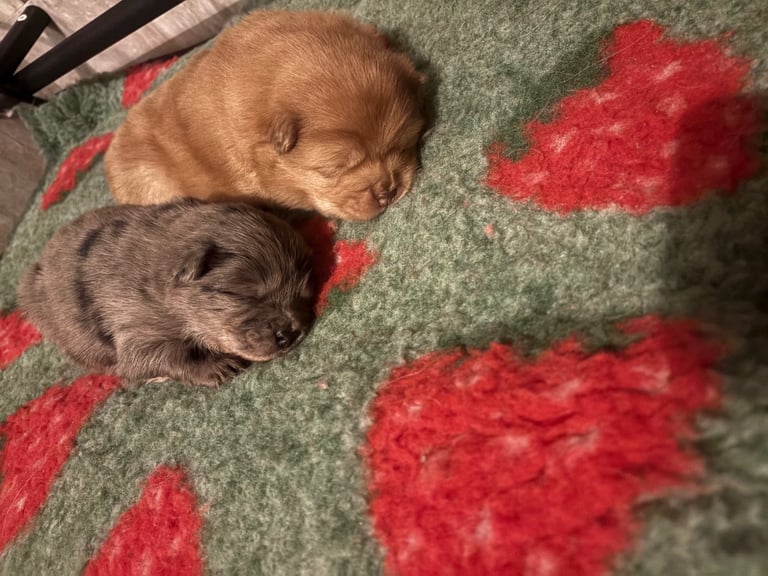Chow Chow puppies 