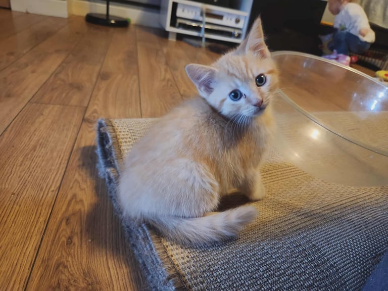 8 kittens looking for new homes