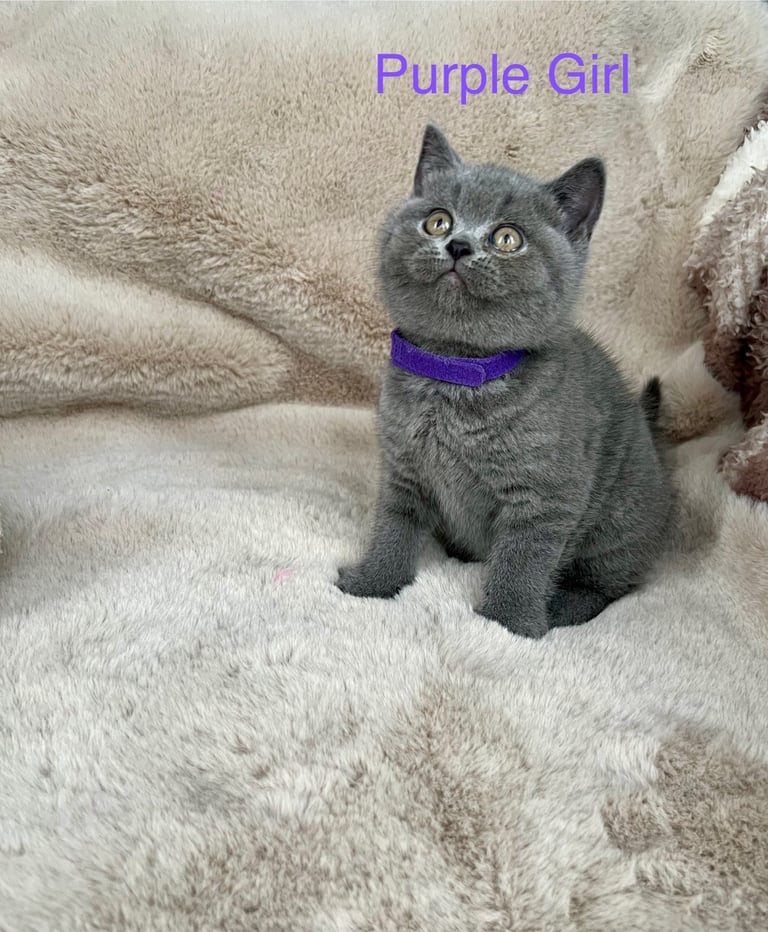 Beautiful British Shorthair Kittens