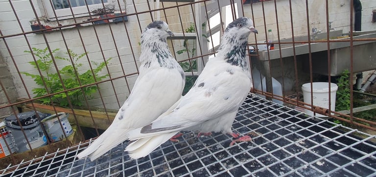 Pakistani Highflyer Pigeons For Sale