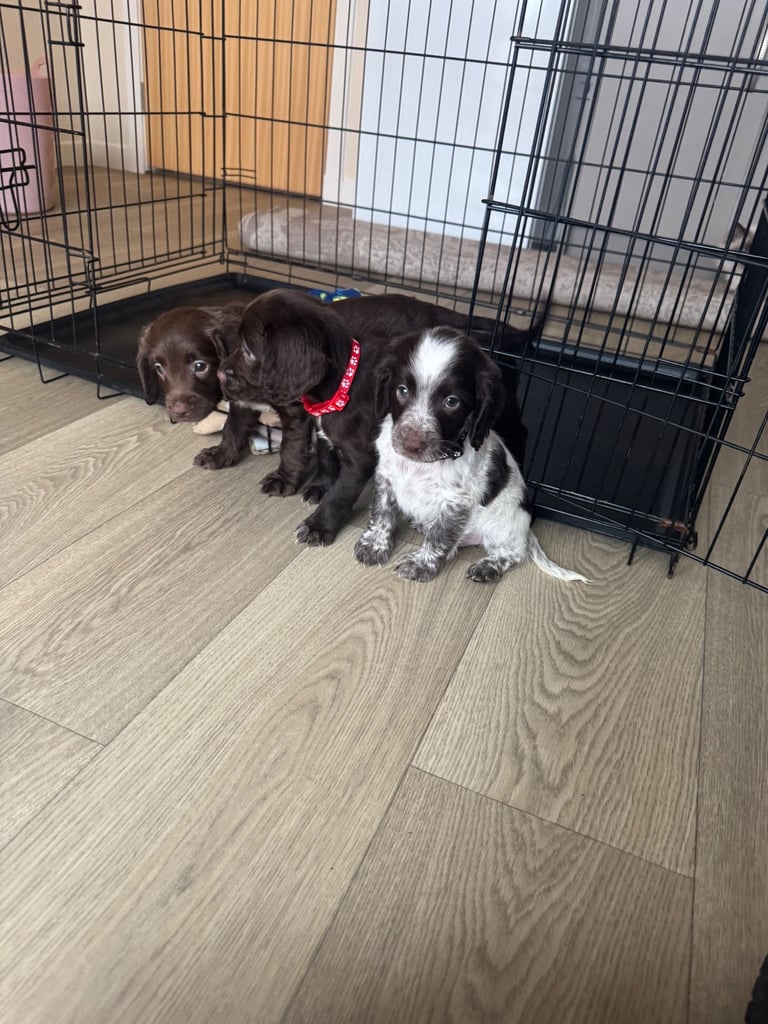  Sprocker spaniel puppy’s ready now 