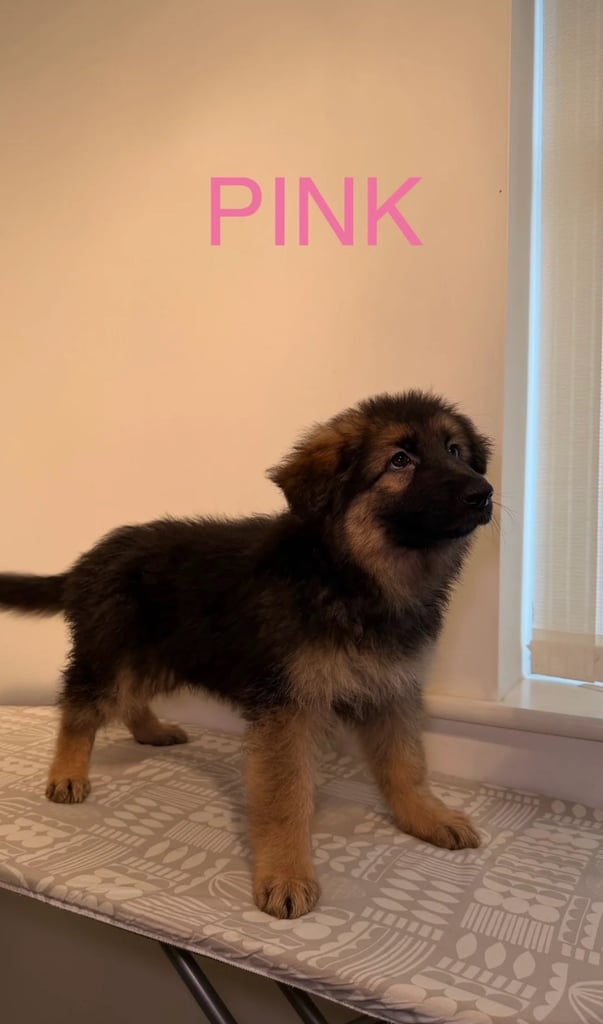*READY* RARE BLUE/BLACK KC REG GSD PUPS 💙 🐾