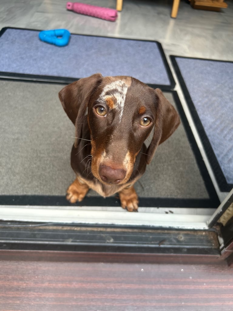 Boy miniature dachshund 