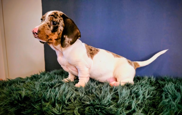 KC Registered Dachshund Puppies