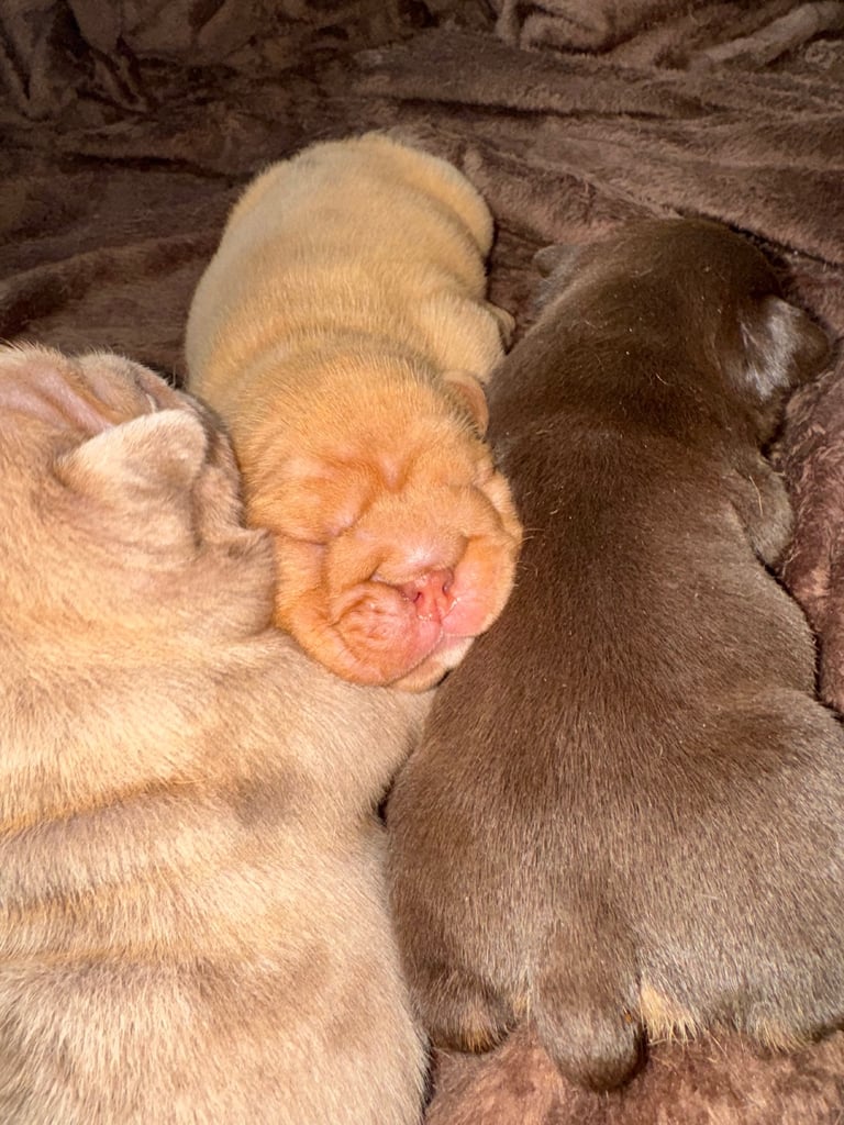 Beautiful Female English Bulldog Puppy 🩷