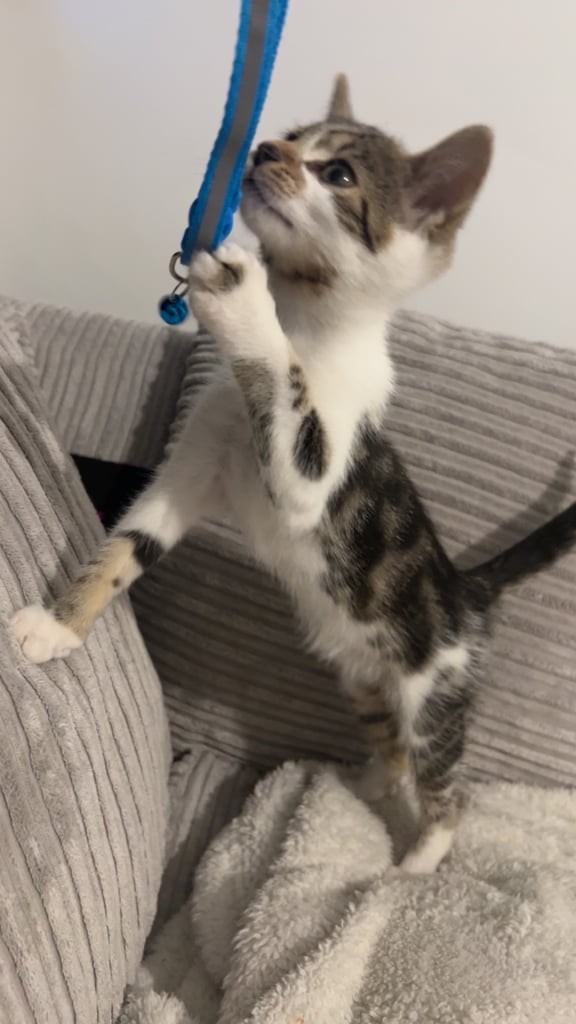 Adorable 10-Week-Old Kitten – Looking for a Loving Home 🐾