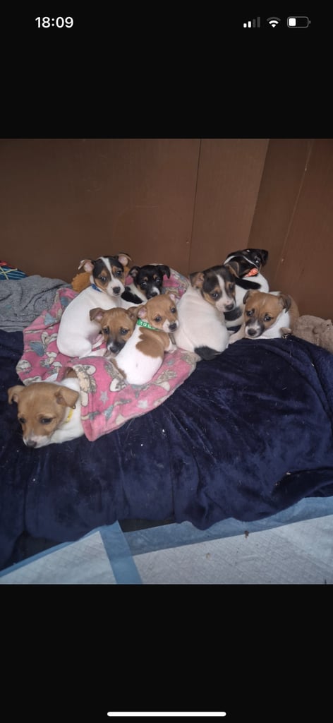 Jack Russell