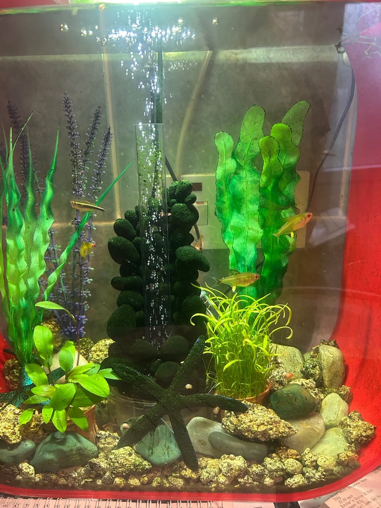 Biorb fish tank 30 litre with tetra fish 