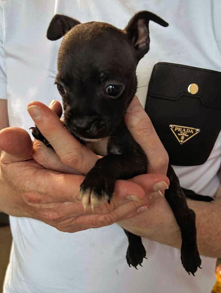 French Bulldog x Staffy - Puppies ( Price Reduced 4 LEFT )