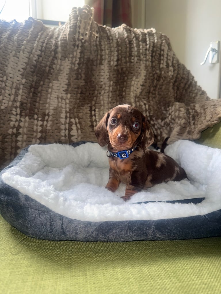 Ready to go! 1 boy left Miniature dachshunds puppies 