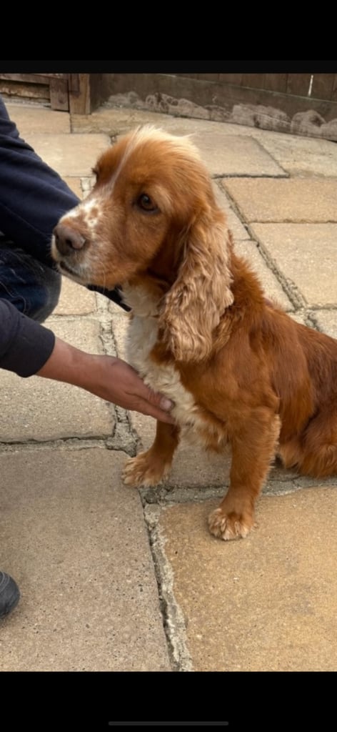 Cocker spaniel puppies 