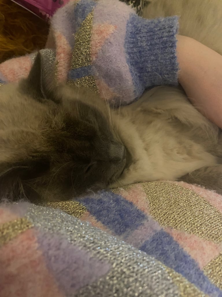 Friendly experienced cat sitter and dog sitter and walker  