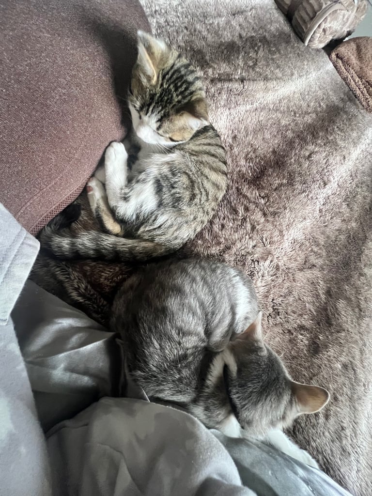 British shorthair mix
