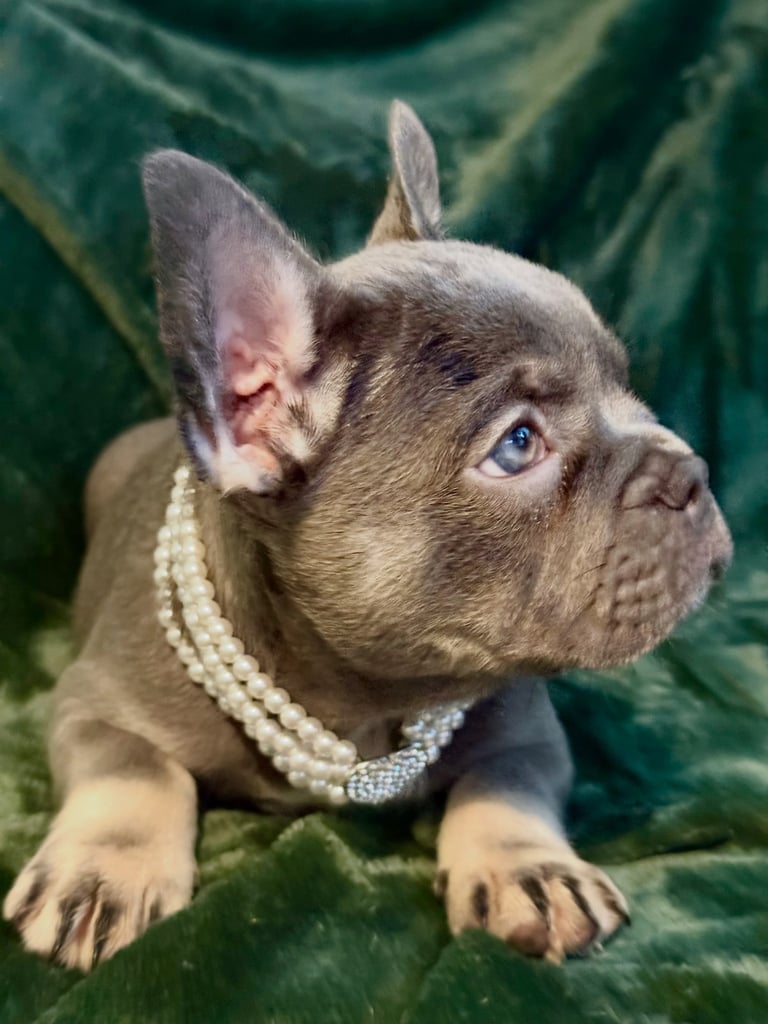 French bull dog puppies 