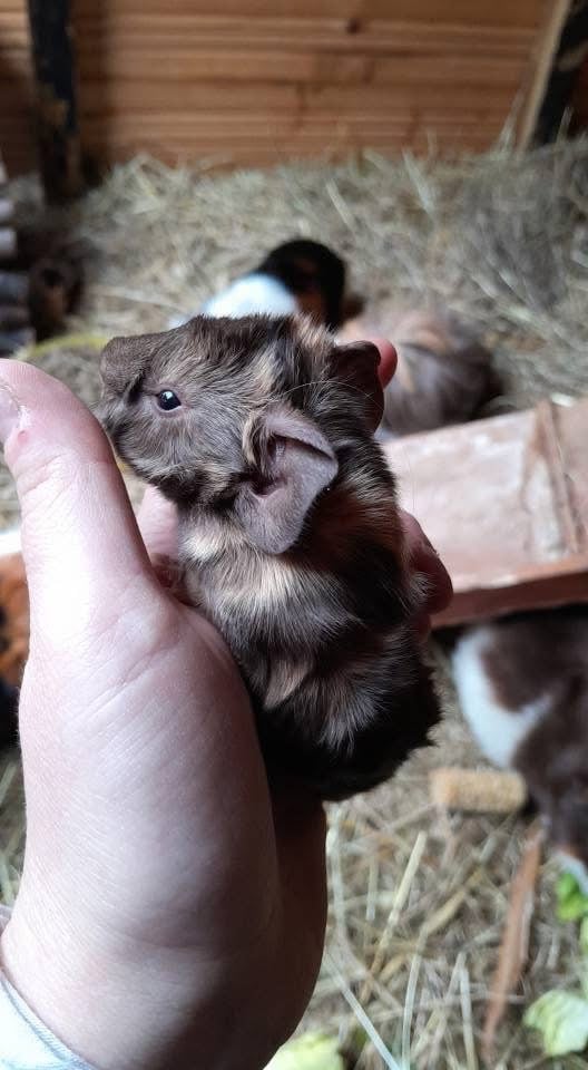 Guinea pigs for sale