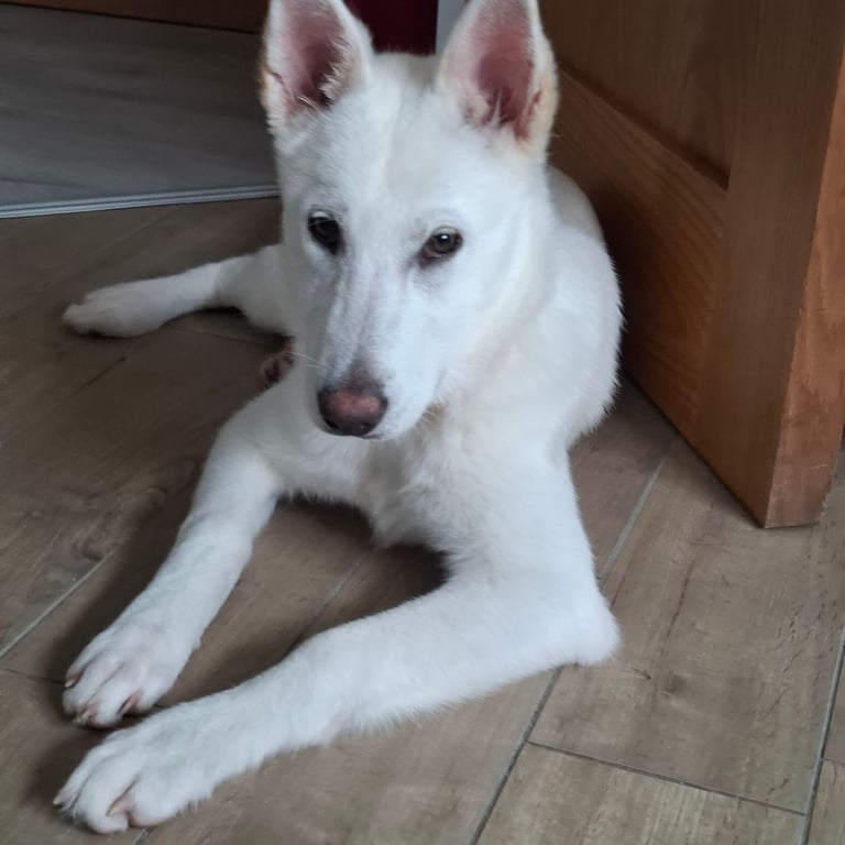 Akita