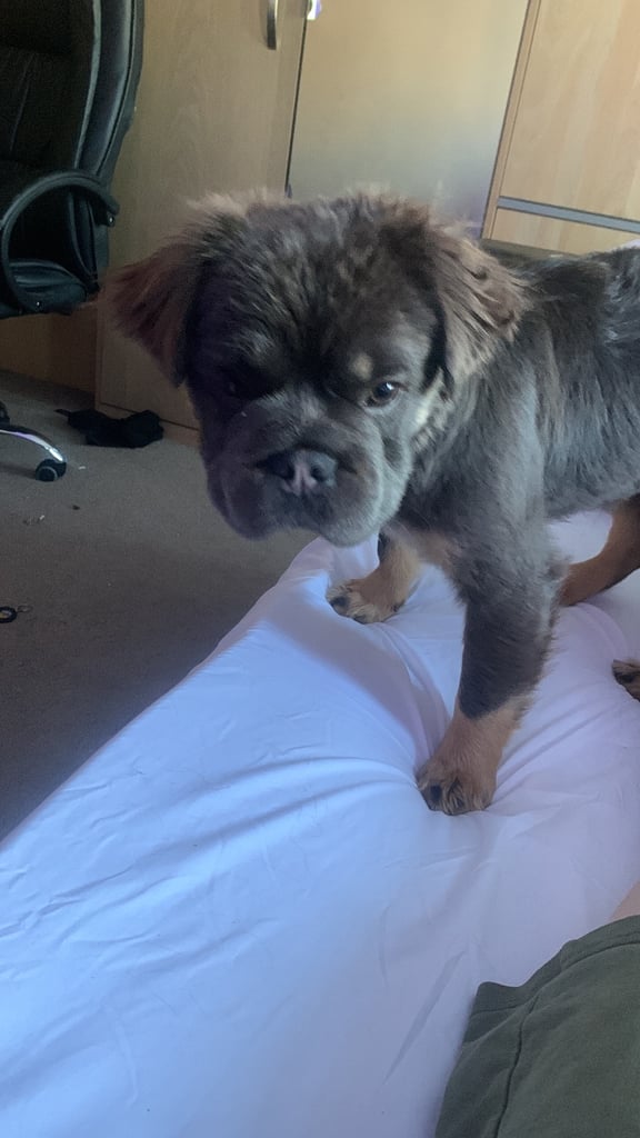 Dog