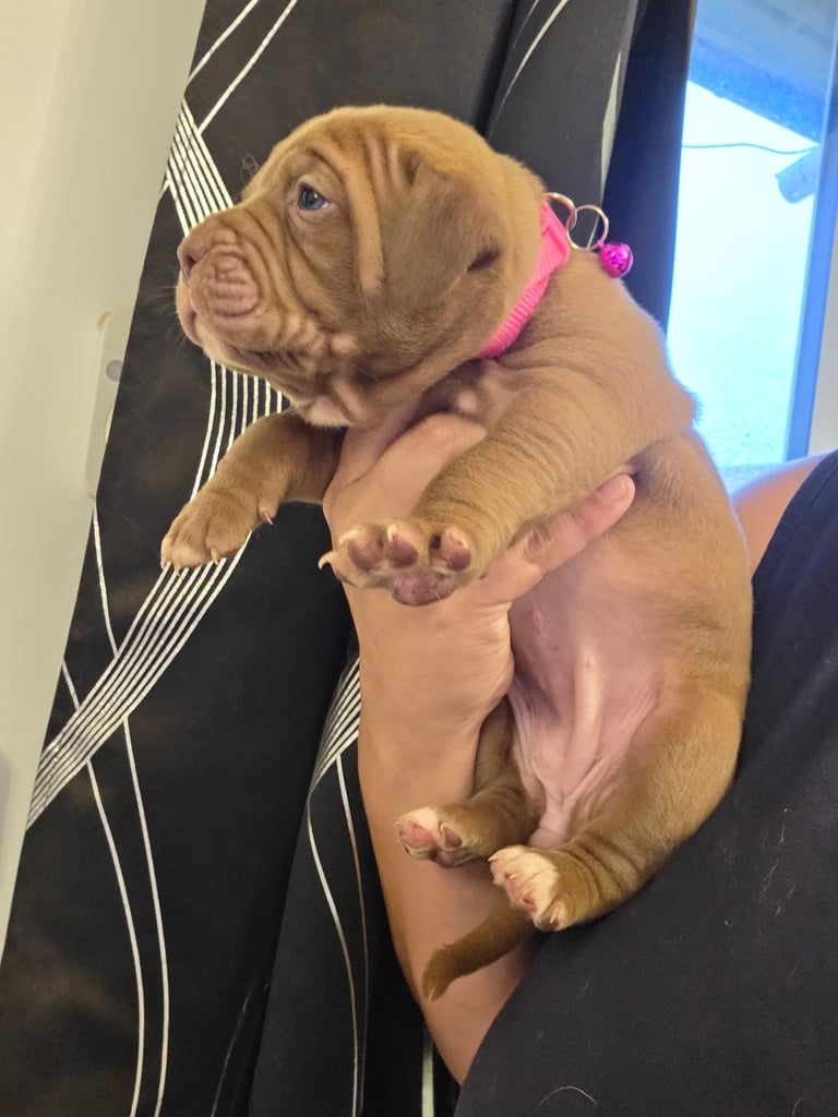 Dogue de bordeaux puppies