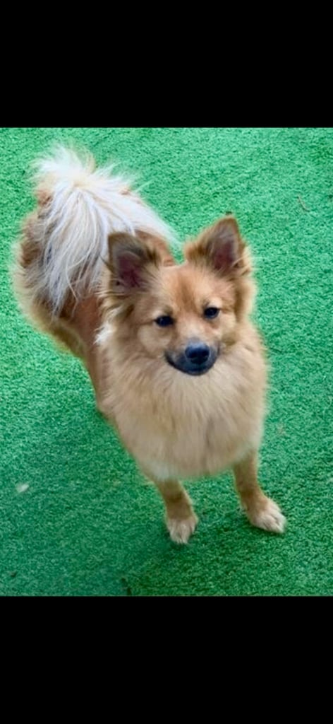  Beautiful  Pomeranian puppies sells 