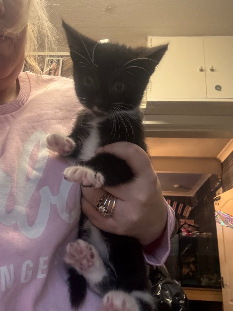 3 beautiful kittens left