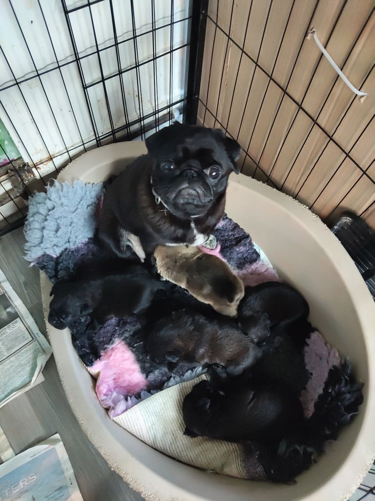 Pug x border terrier pups ready 21st nov 