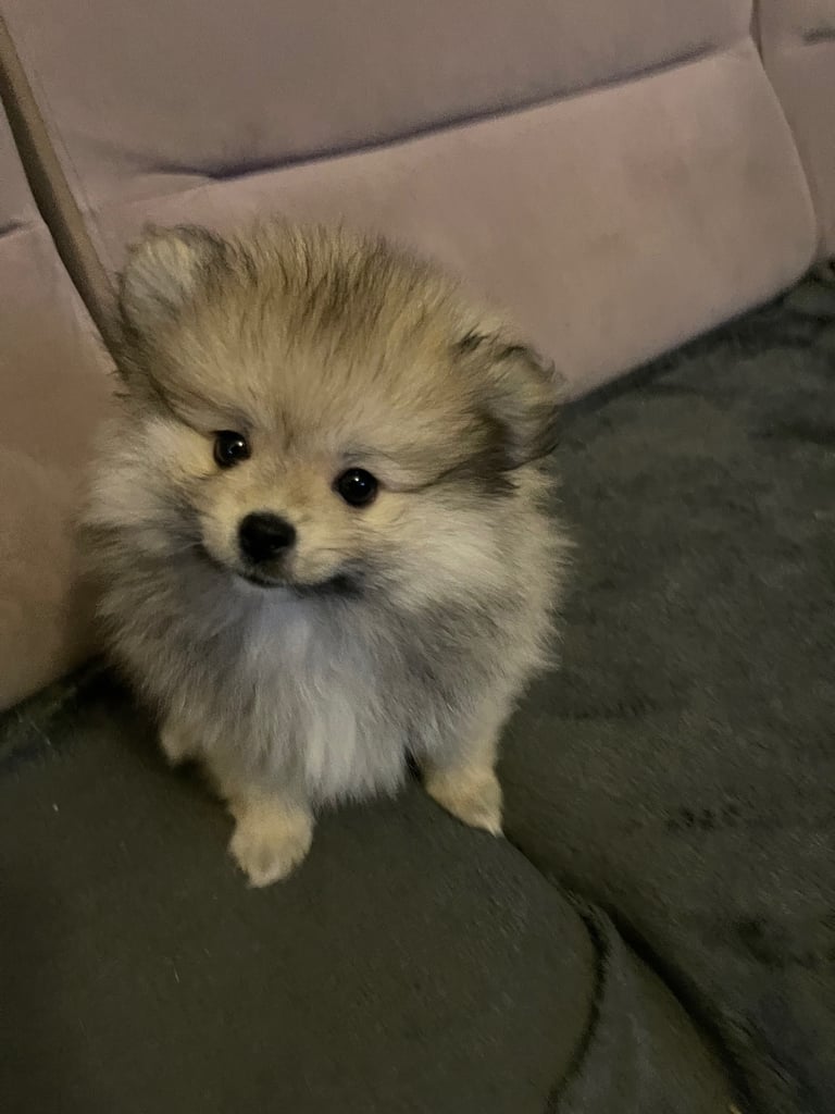 Pomeranian KC Registered puppies