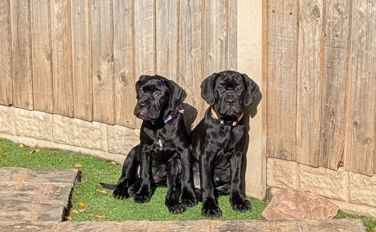 image for Cane corso puppies 