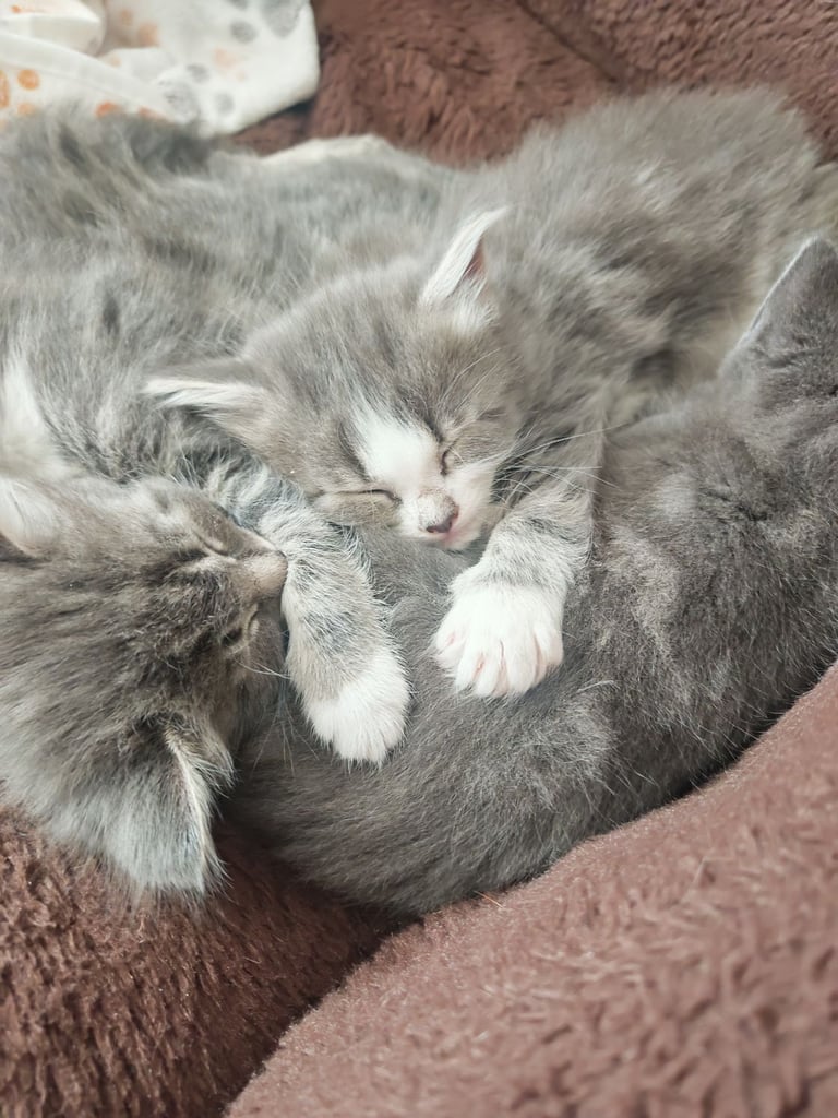 *All reserved* Grey tabby Kittens 