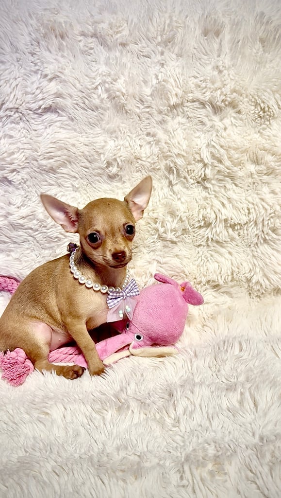 Beautiful chihuahua puppies 