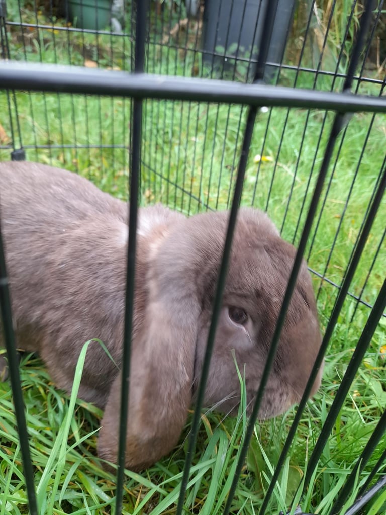 image for Bonded giant french lops 