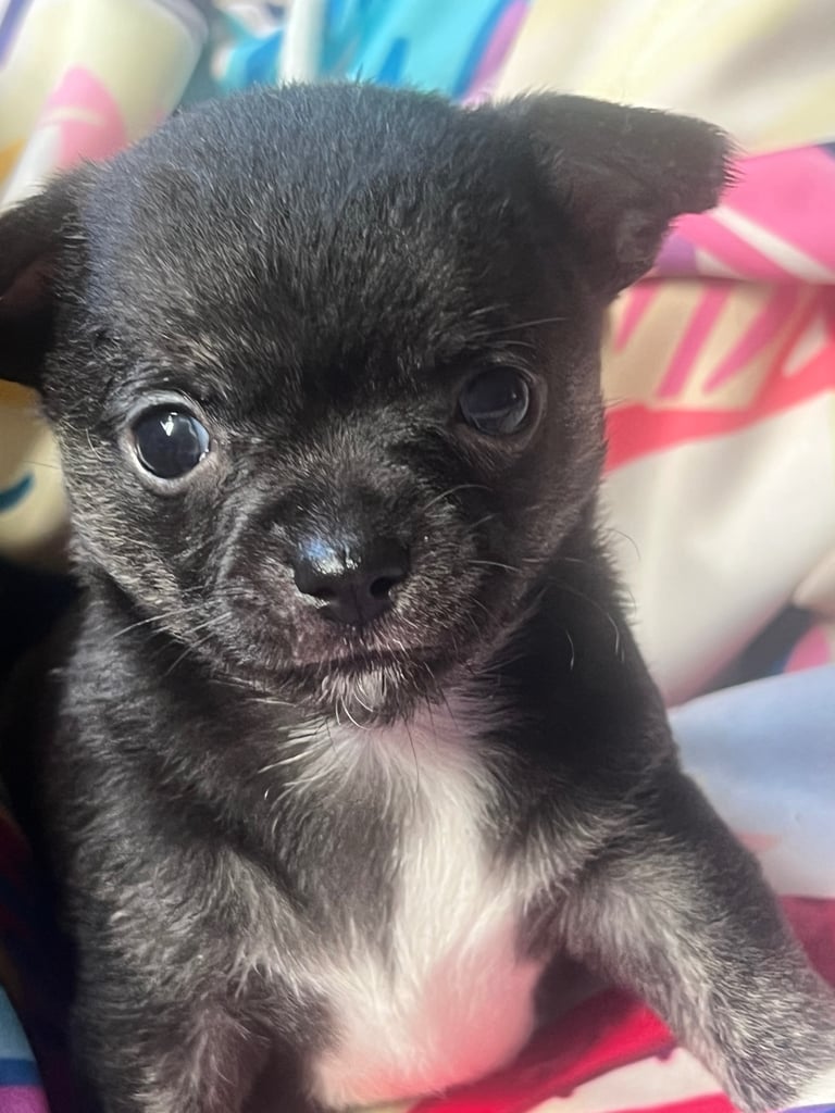 Black and white chihuahuas 
