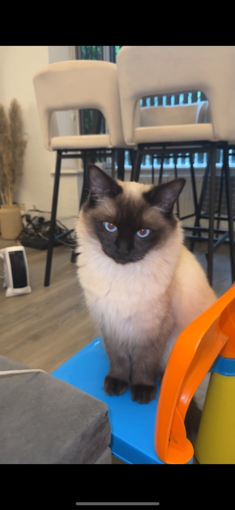 Male blue seal point ragdoll kitten looking to be rehomed 