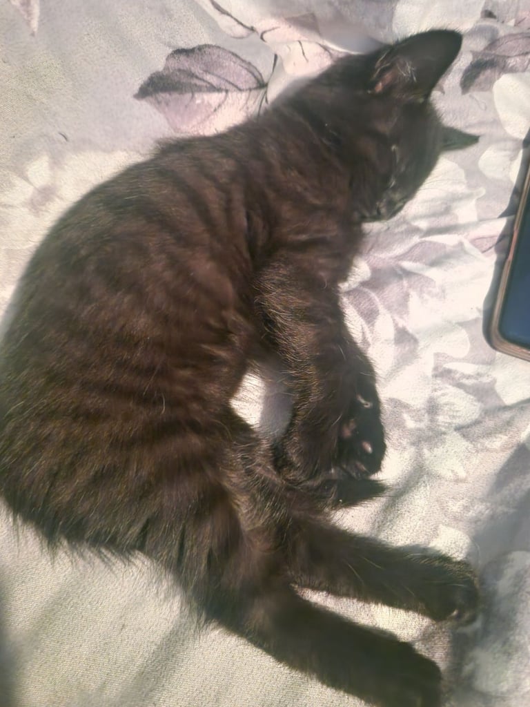 Kitten(female) 10 weeks