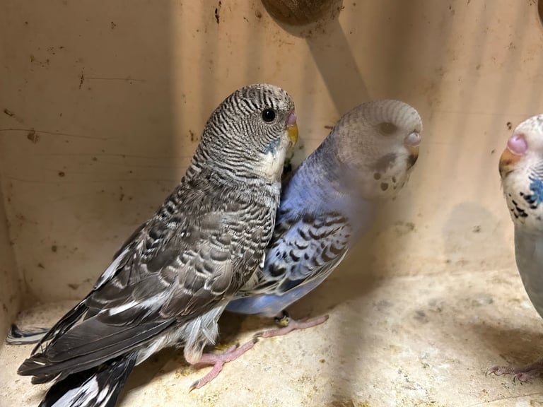 Budgies for Sale, different mutation available 