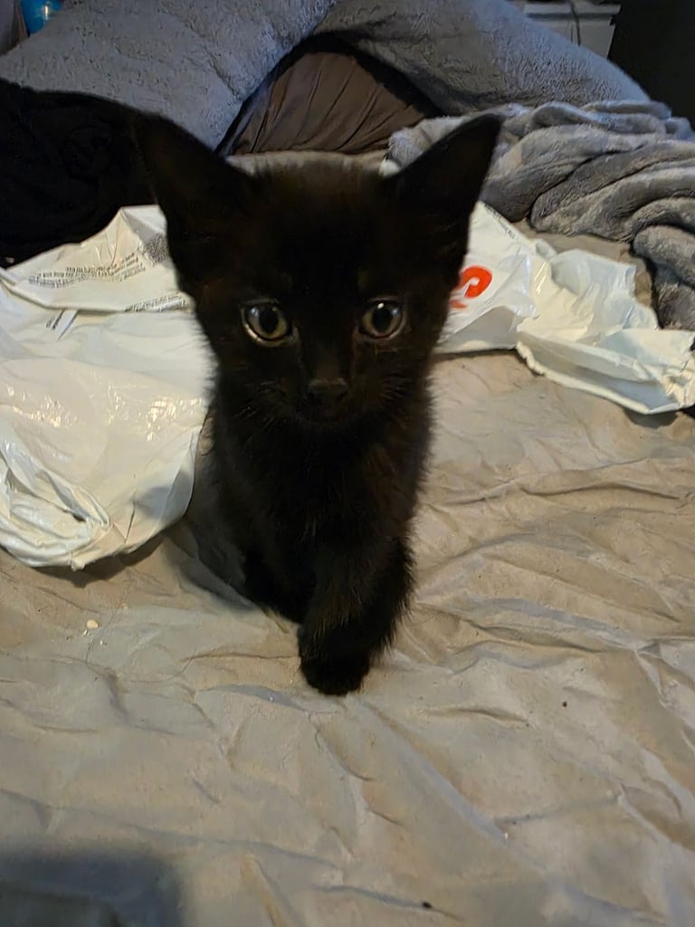 image for Kittens for sale