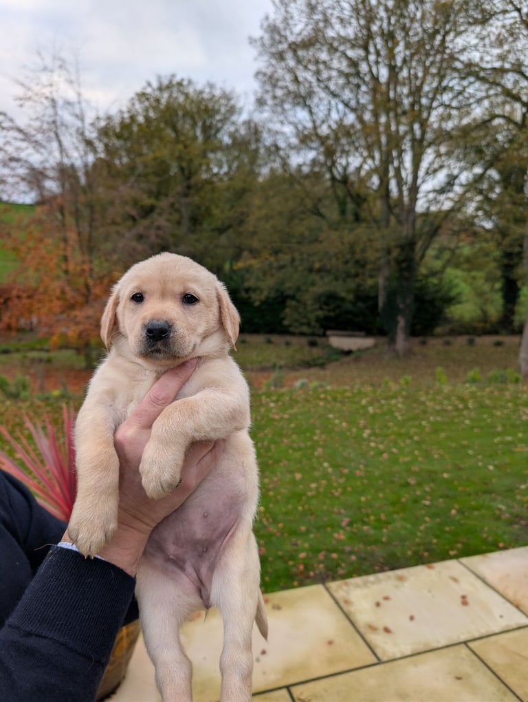 Outstanding Labrador Pupies For sale