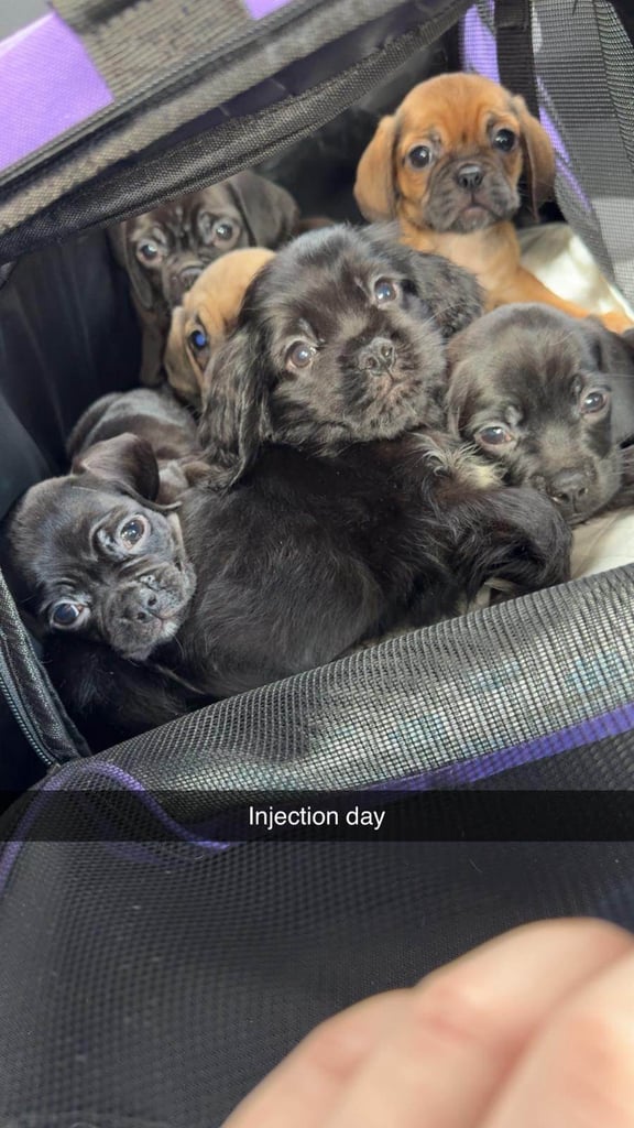 Pug cross puppies