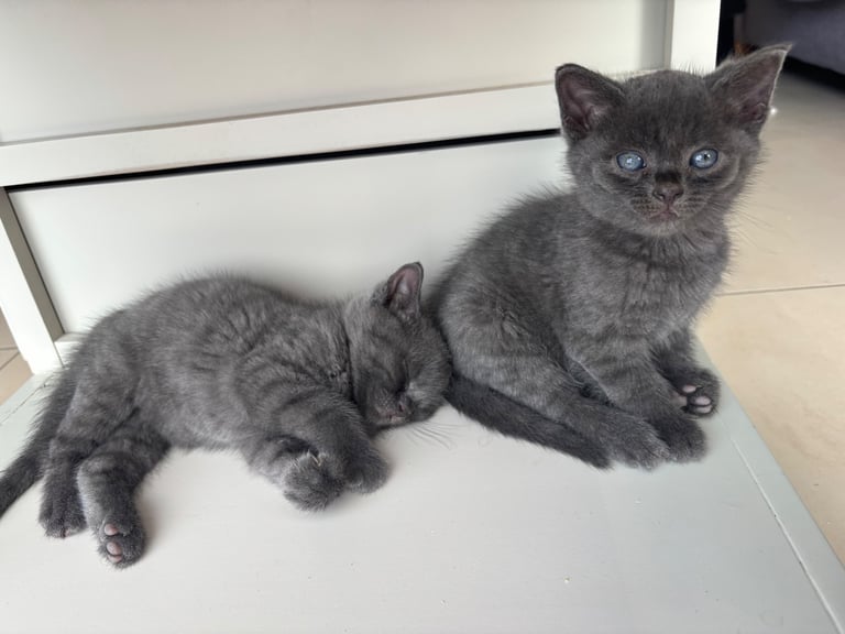 Fluffy kittens 