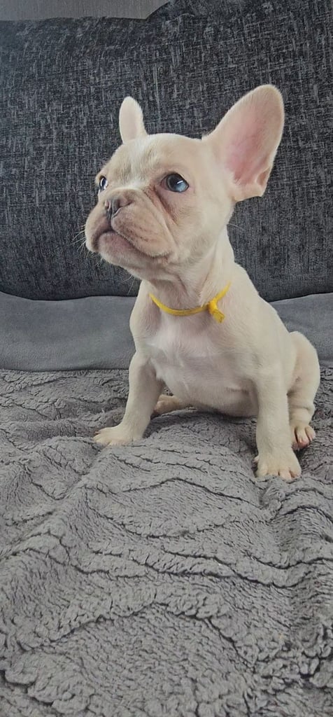 KC unique french bulldog puppies