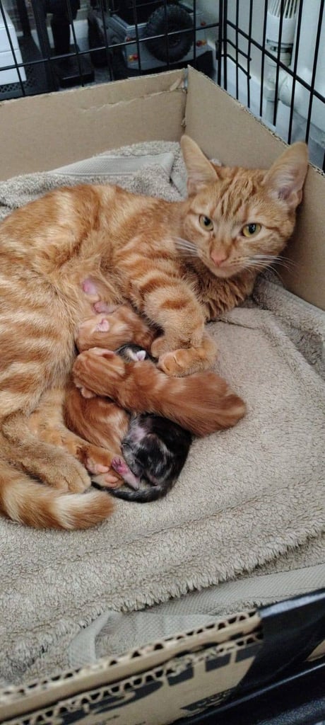 Adorable Kittens - domestic shorthair