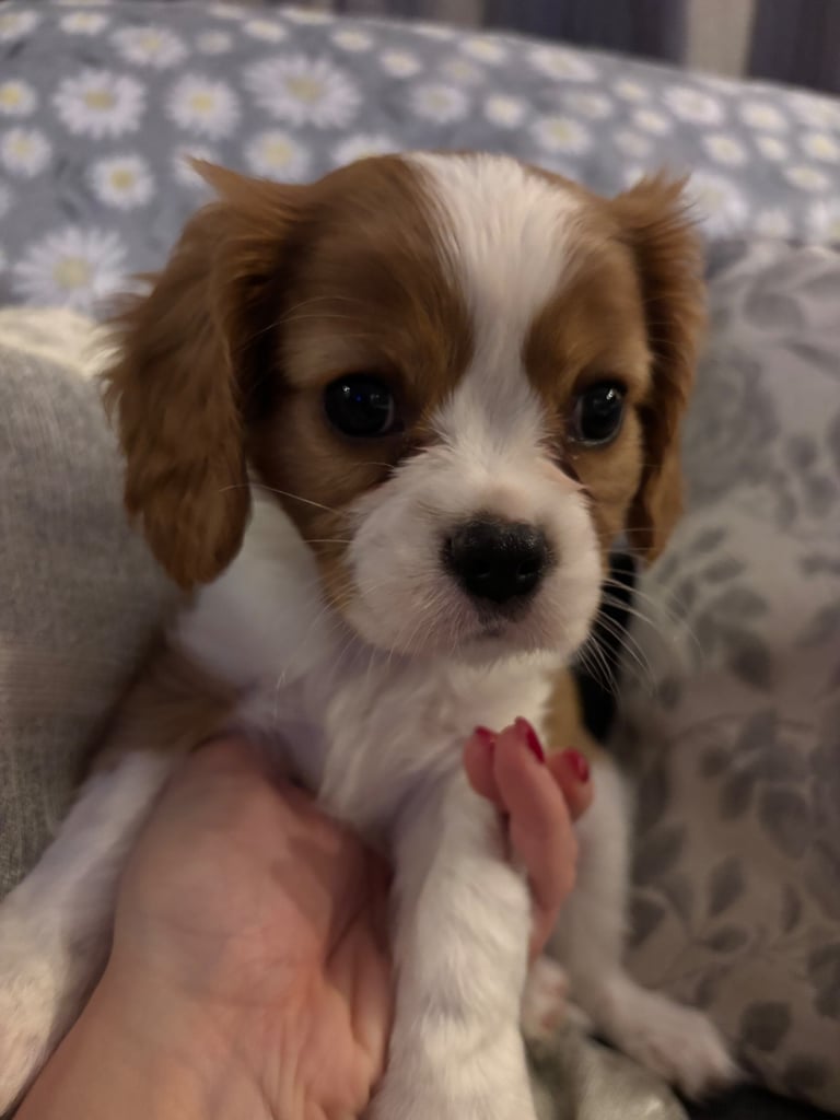 Cavalier King Charles spaniel puppy for sale