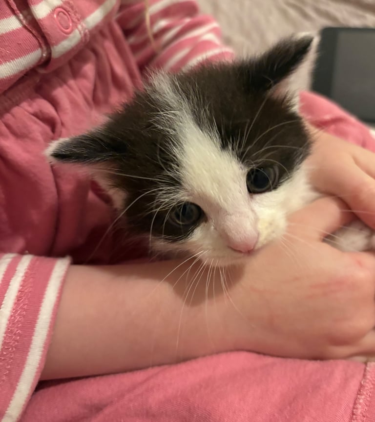 Kittens 