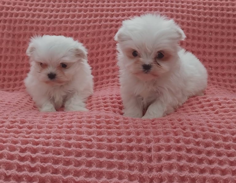 Miniature maltese terrier puppies 