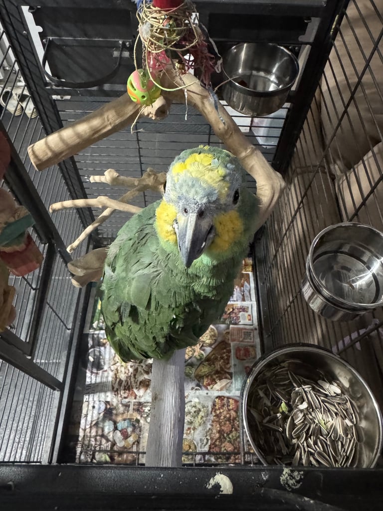 image for Green Amazon 