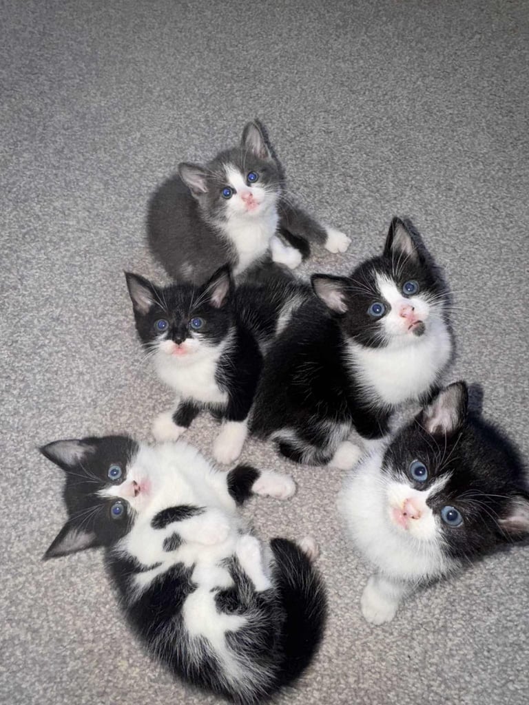 Kittens