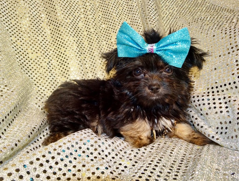 XXXXXXXXS Stunning Micro Tiny Black Blue & Tan Maltese X Chihuahua F1 Malchi Boy Puppy