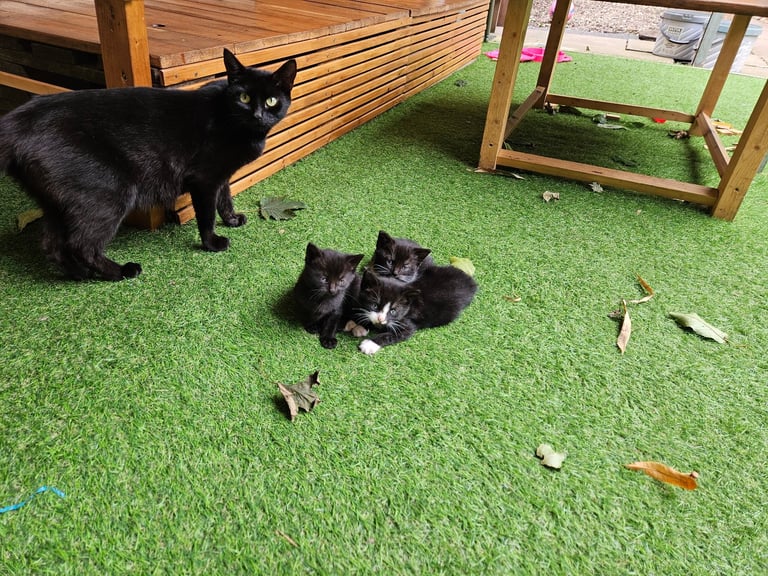Cats for sale