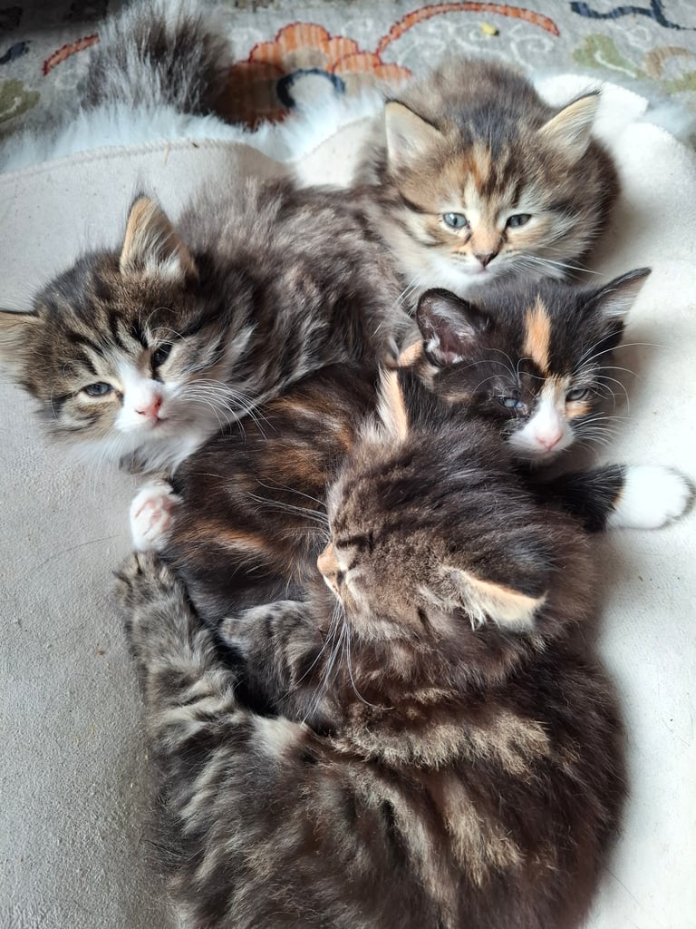 4 very fluffy kittens 8 weeks and Salem 4 months