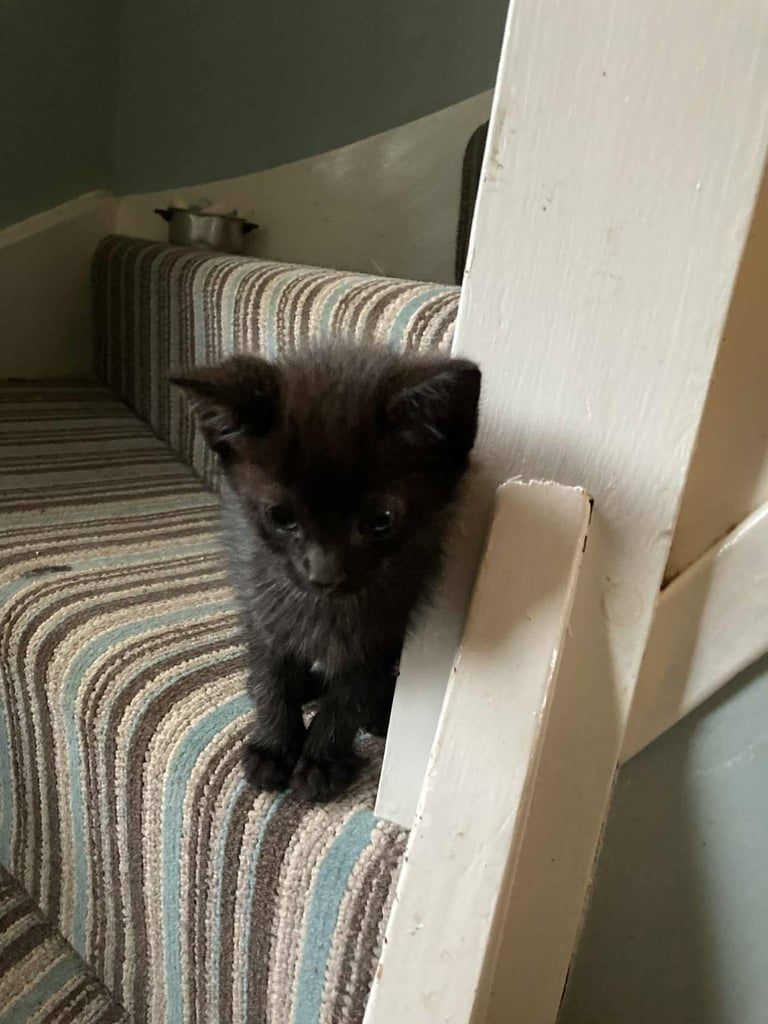 Beautiful Kittens for Sale 